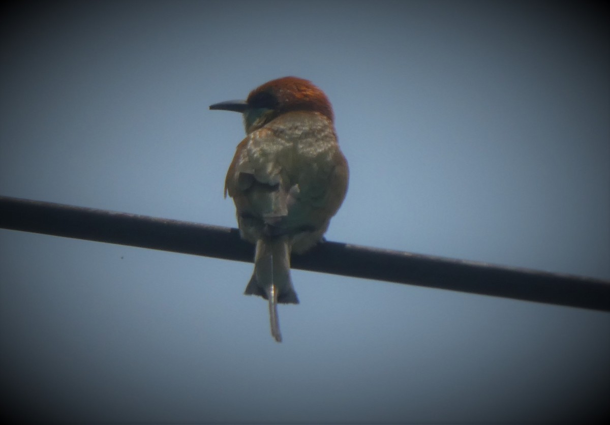 Asian Green Bee-eater - ML314488731