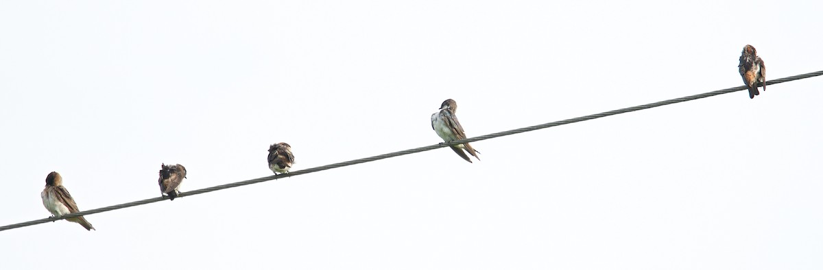 Tree Swallow - Harlan Stewart
