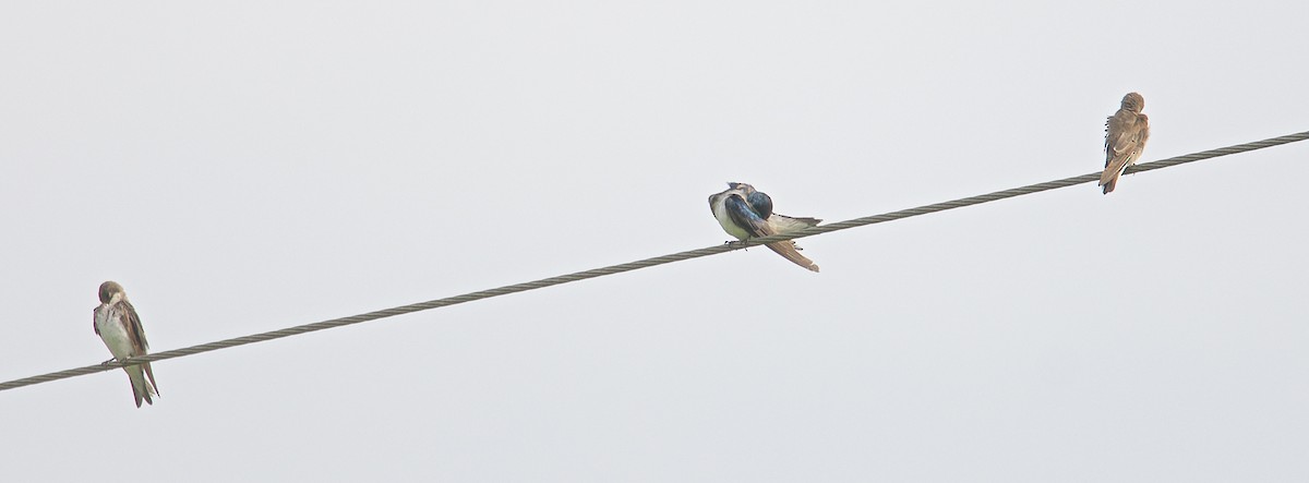 Golondrina Bicolor - ML31449081