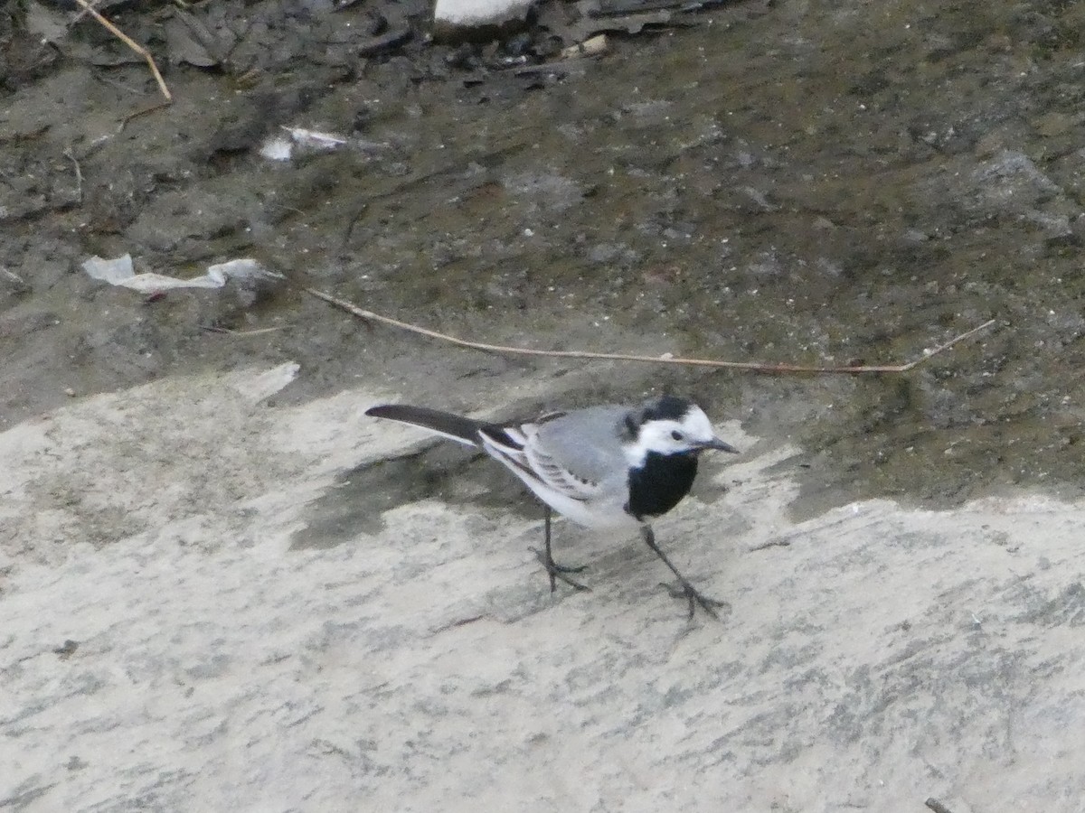 Хөх цэгцгий - ML314490831