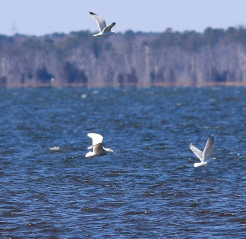 Glaucous Gull - Doug Hockenbury