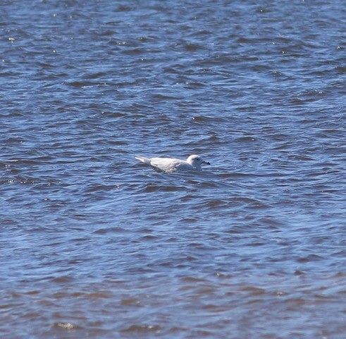 Glaucous Gull - Doug Hockenbury