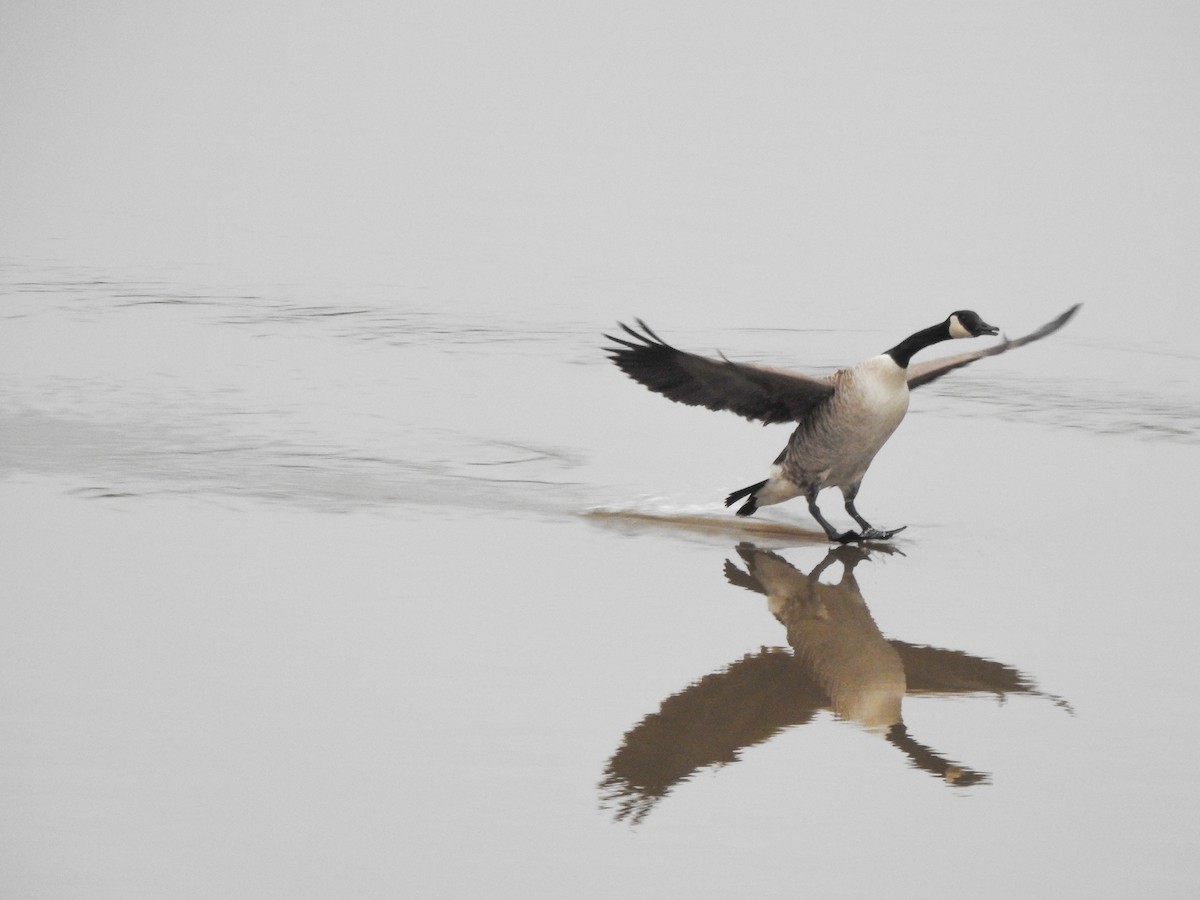 Canada Goose - ML314491941