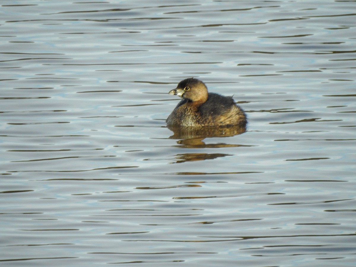 Pied-billed Grebe - ML314492101