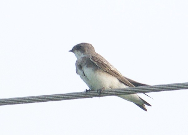 Bank Swallow - Harlan Stewart