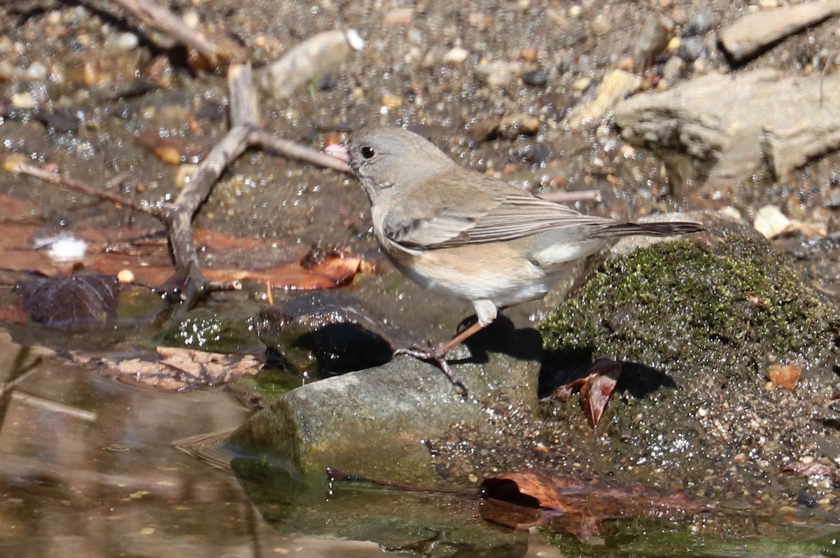 Dark-eyed Junco - ML314492131