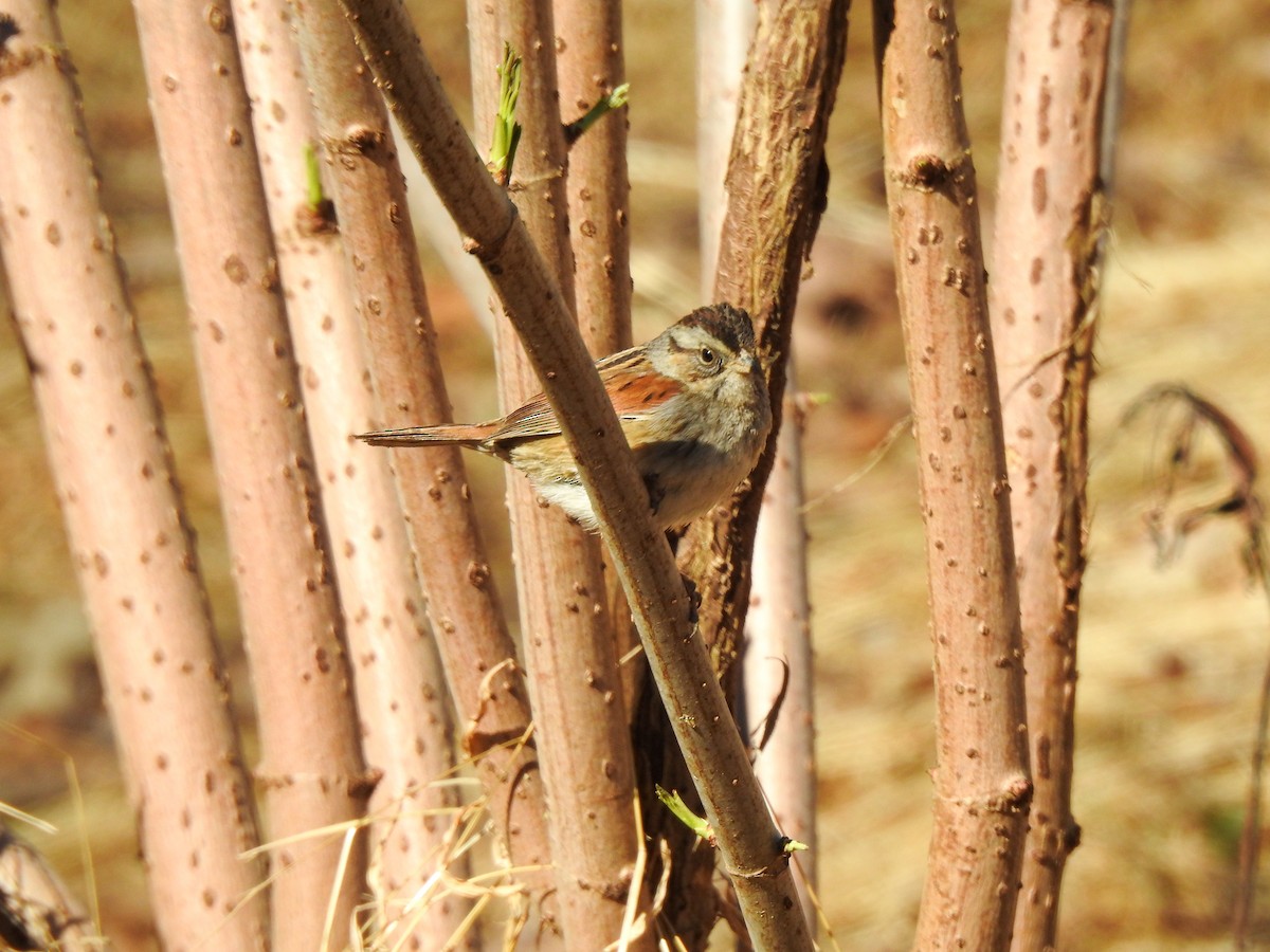 Swamp Sparrow - ML314492271