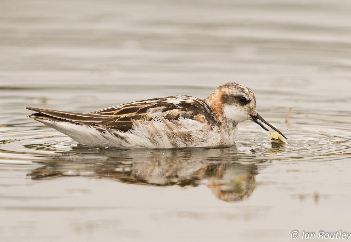 Phalarope à bec étroit - ML31449291