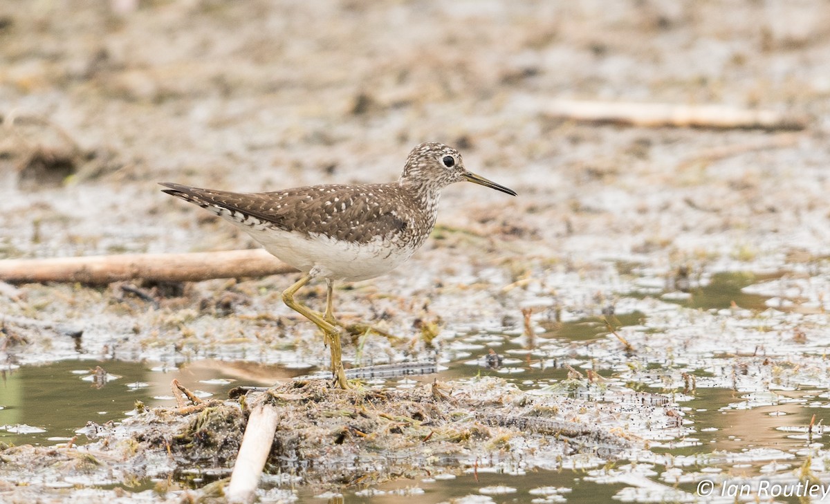 Solitary Sandpiper - ML31449311