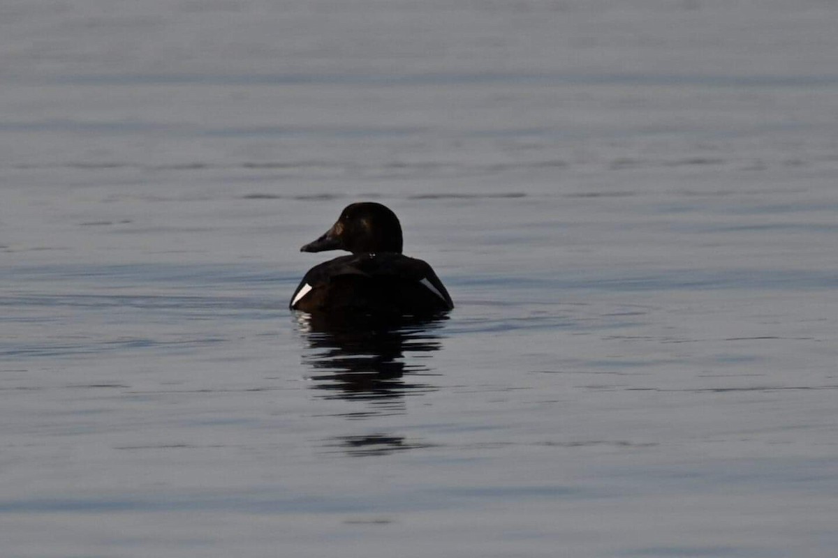 Velvet Scoter - ML314493541