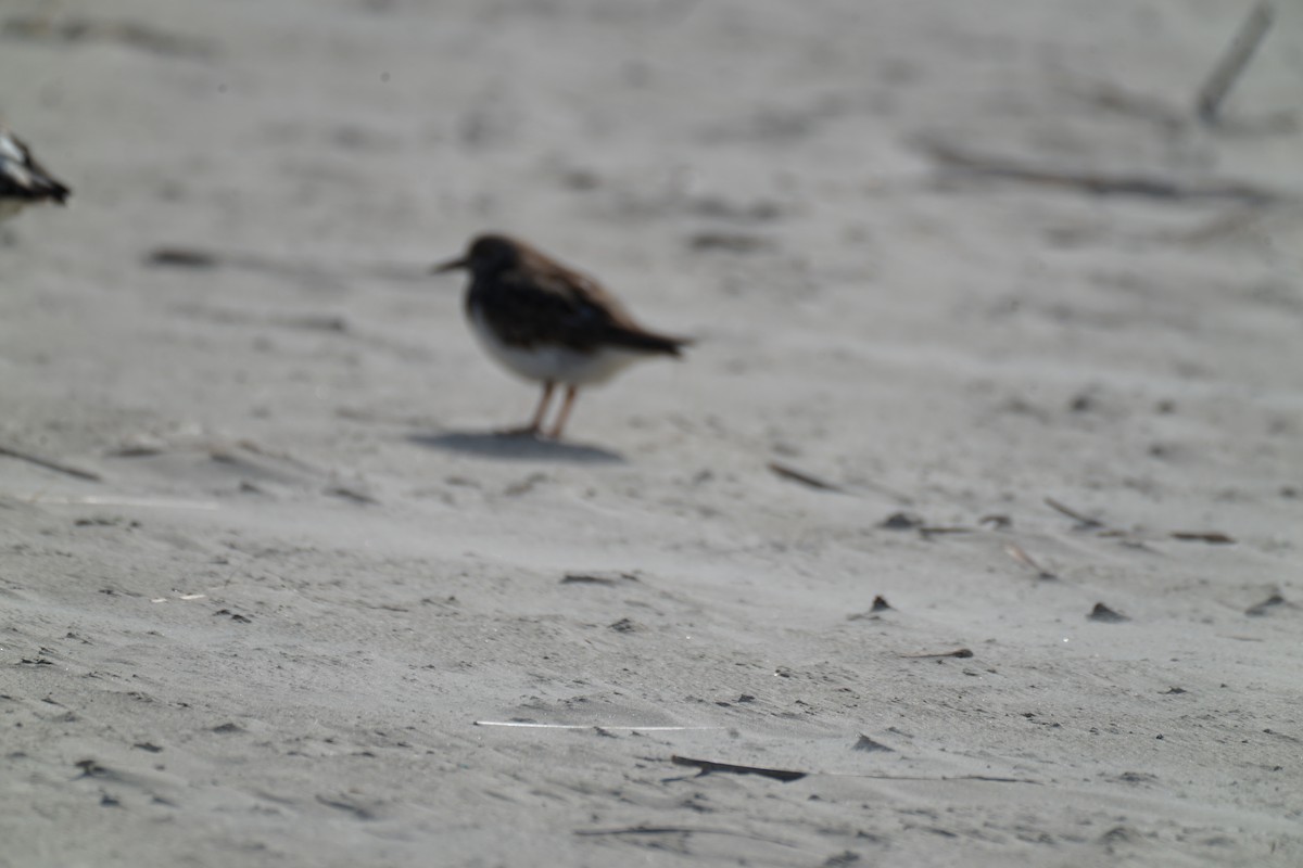 Least Sandpiper - ML314493551