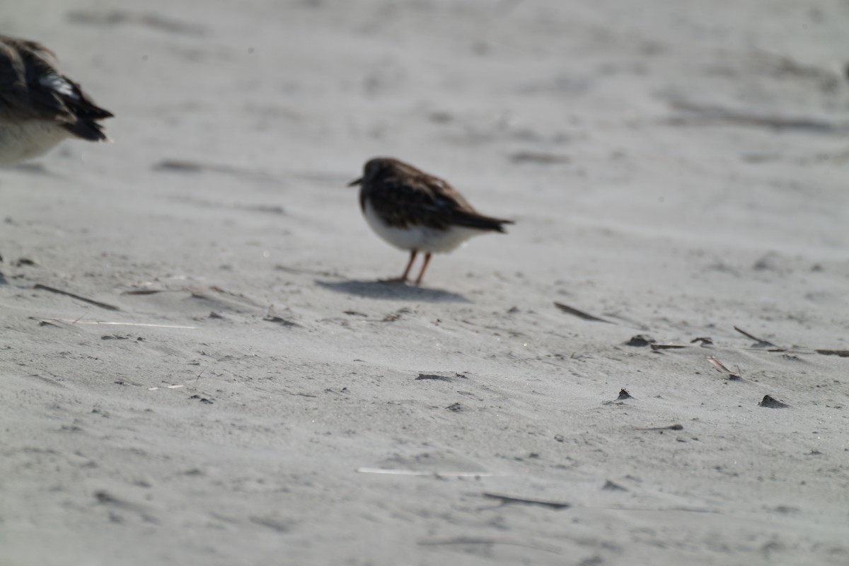 Least Sandpiper - ML314493571