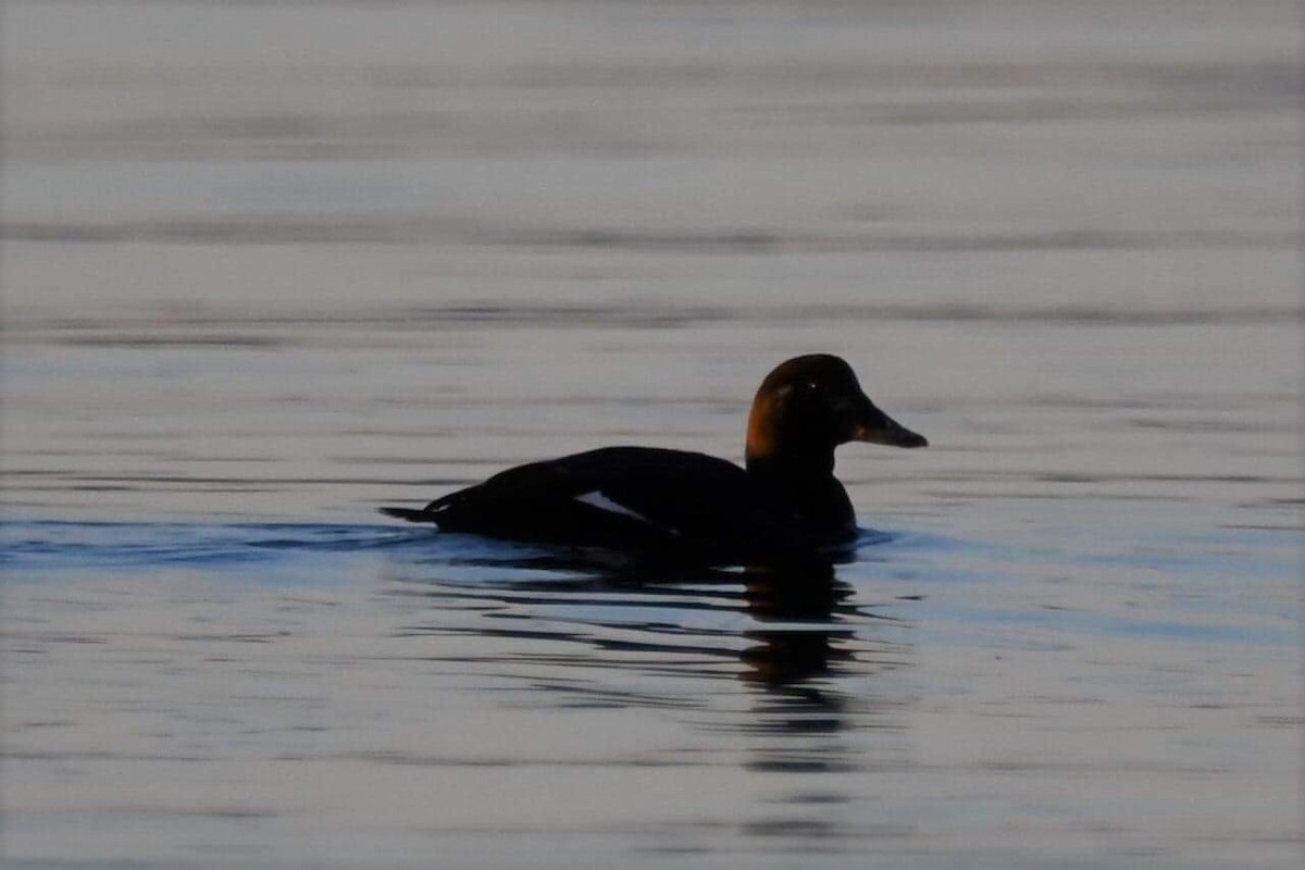 Velvet Scoter - ML314493631