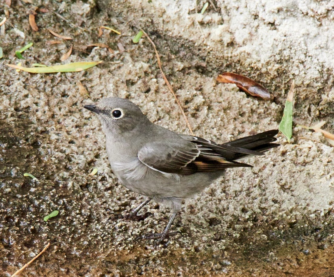 Townsend's Solitaire - ML314495141