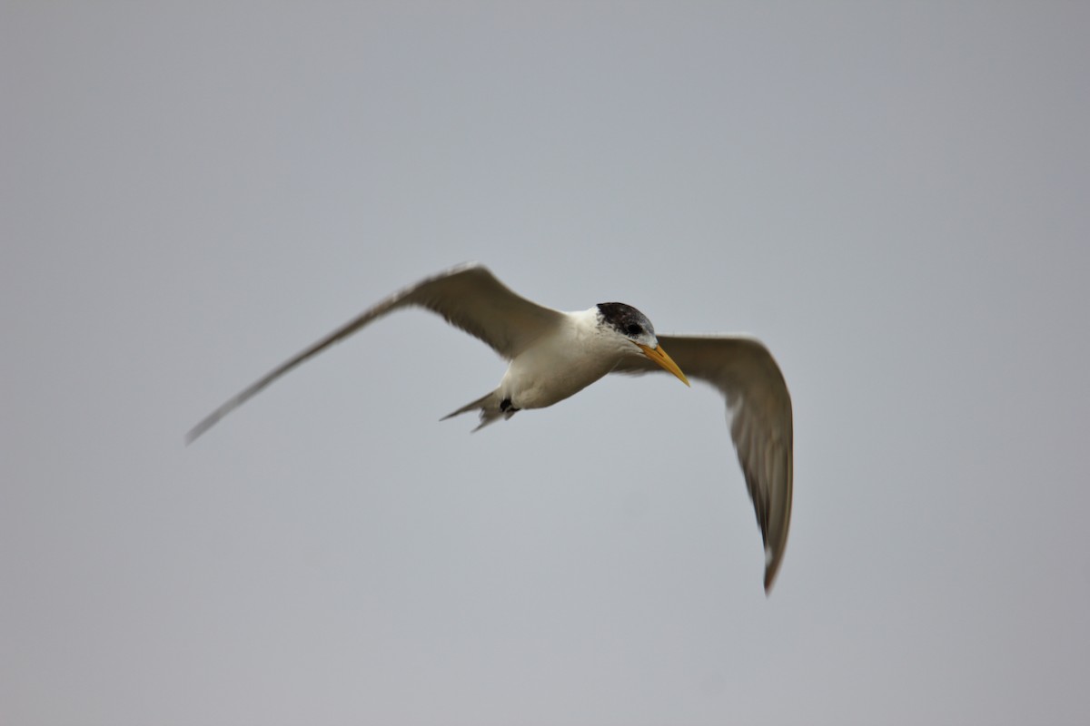 Great Crested Tern - ML314495151