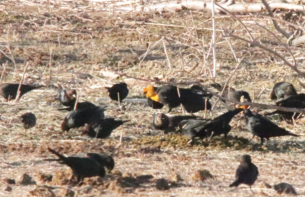 Yellow-headed Blackbird - ML314495461