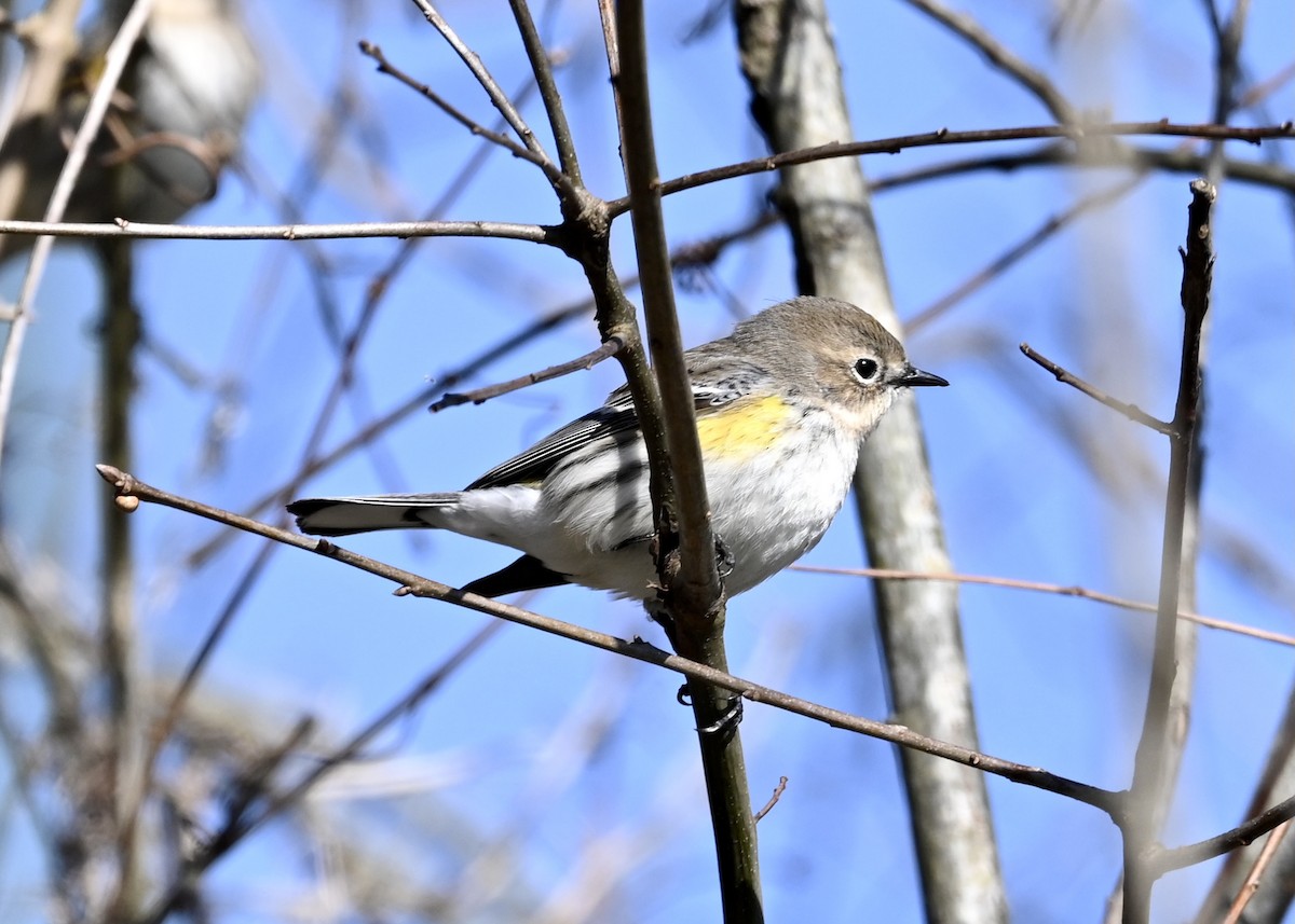 Yellow-rumped Warbler - ML314495791