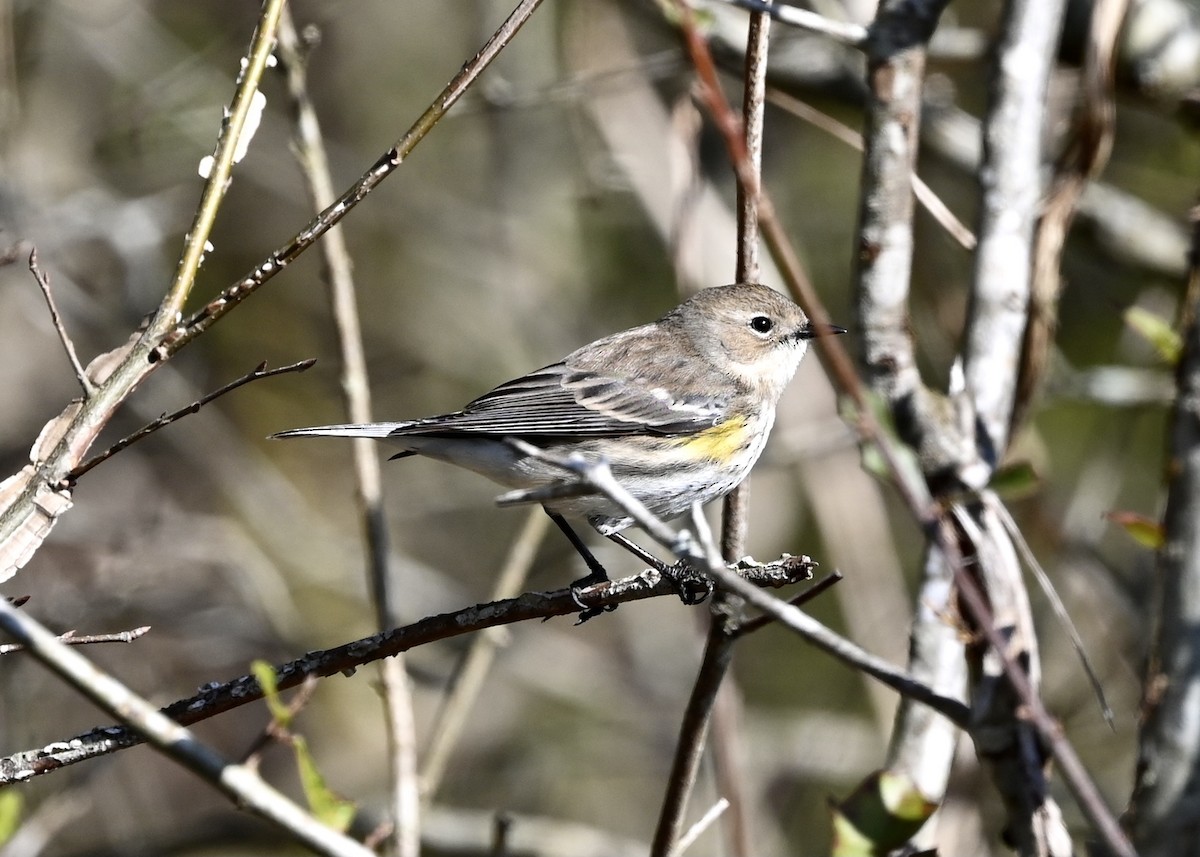 Yellow-rumped Warbler - ML314495801