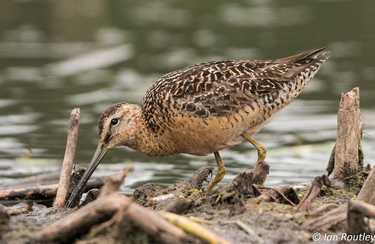 Long-billed Dowitcher - ML31449611