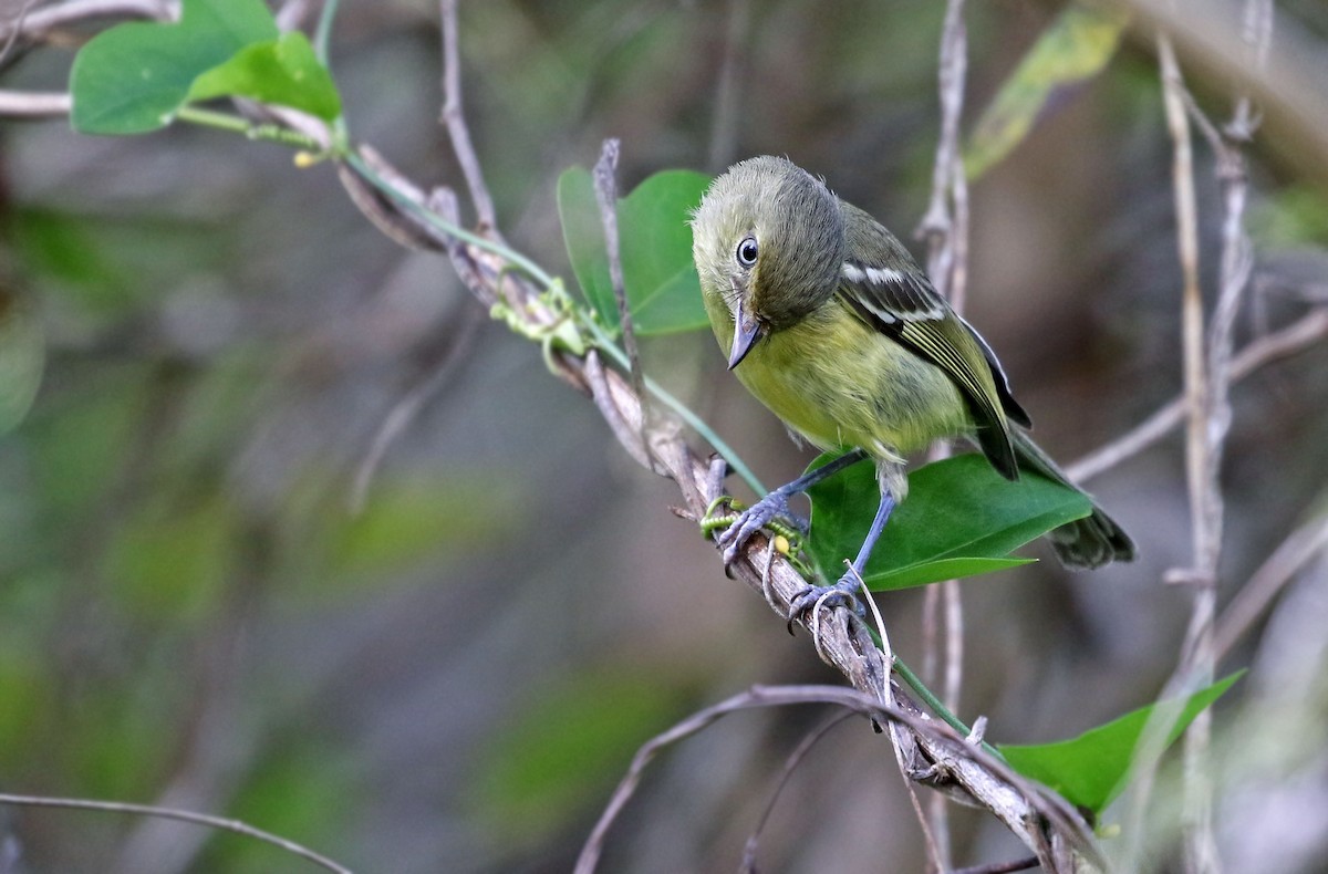 Flat-billed Vireo - Andrew Spencer