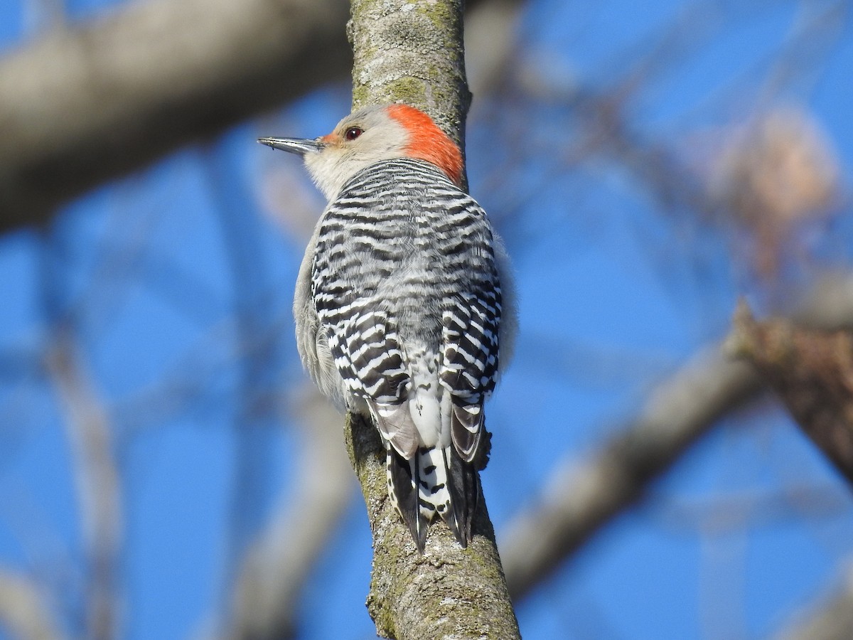 Red-bellied Woodpecker - ML314496431