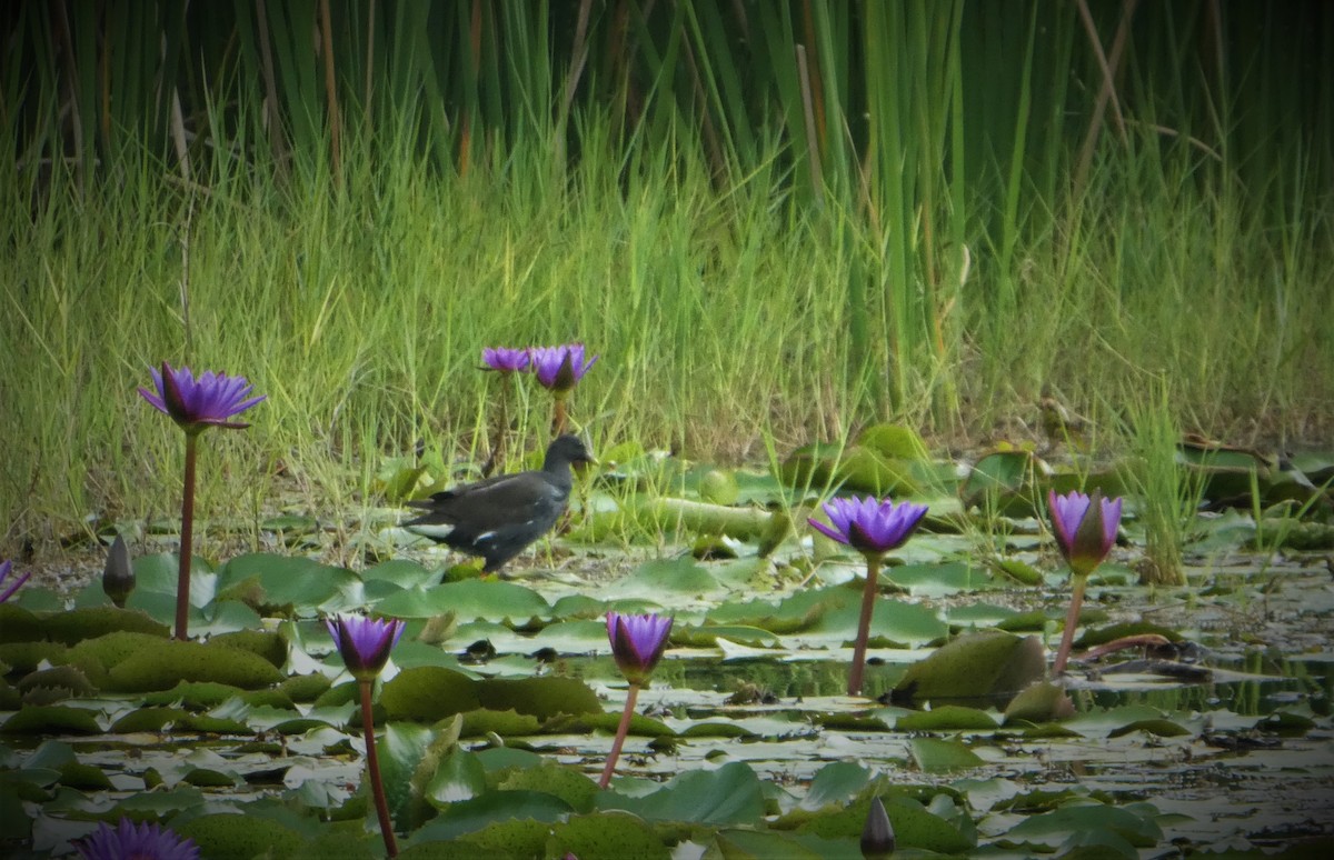 Eurasian Moorhen - ML314496501