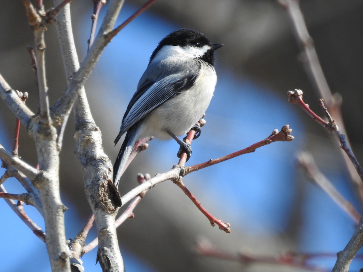 Black-capped Chickadee - Nick Giefer