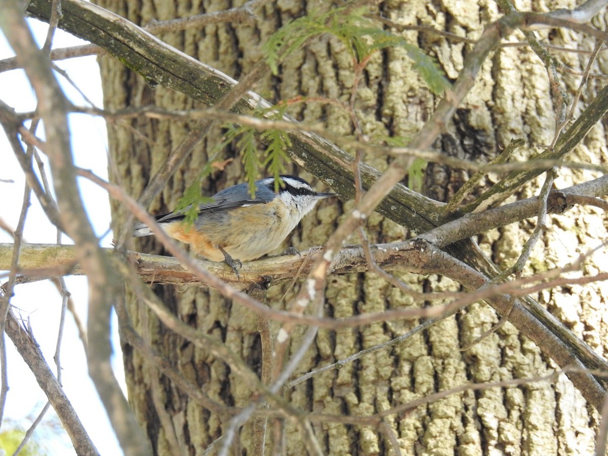 Red-breasted Nuthatch - ML314496681