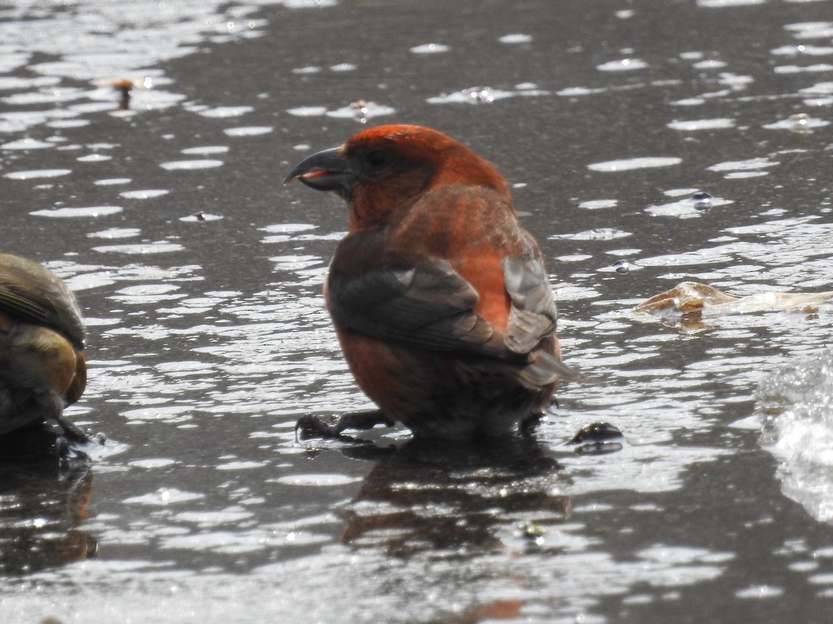 Red Crossbill - ML314496951