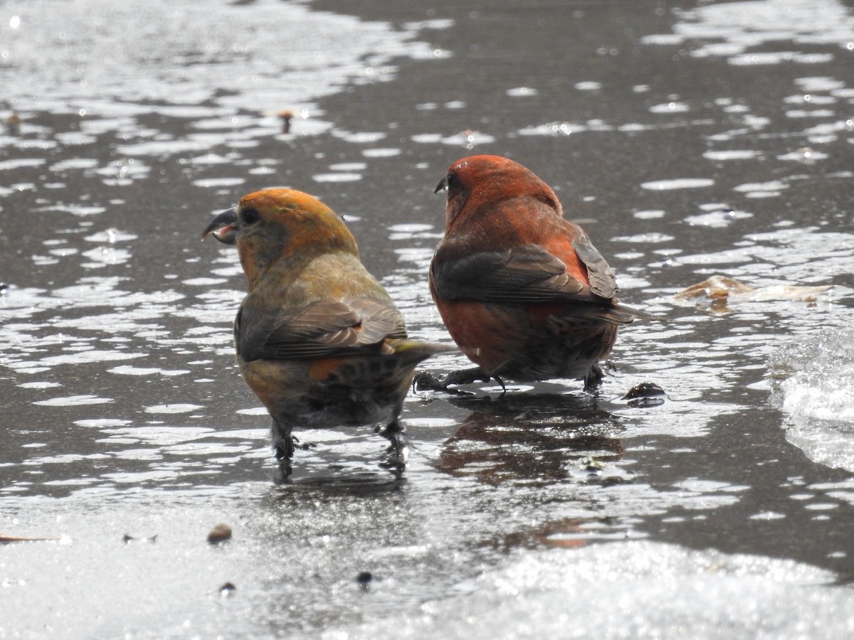 Red Crossbill - ML314496971