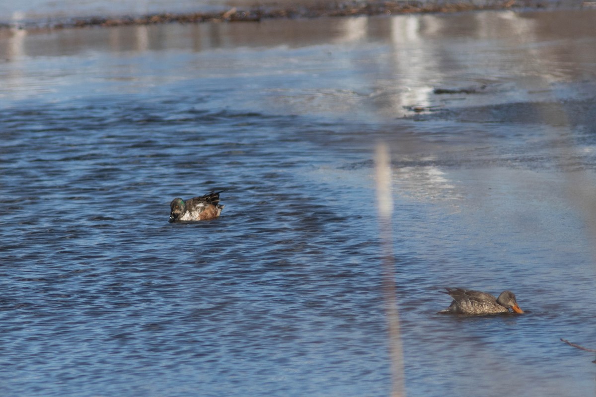 Northern Shoveler - ML314497061