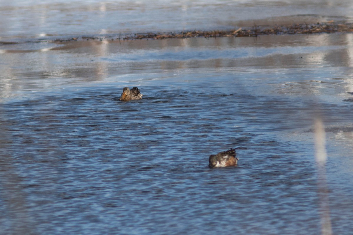 Northern Shoveler - ML314497071