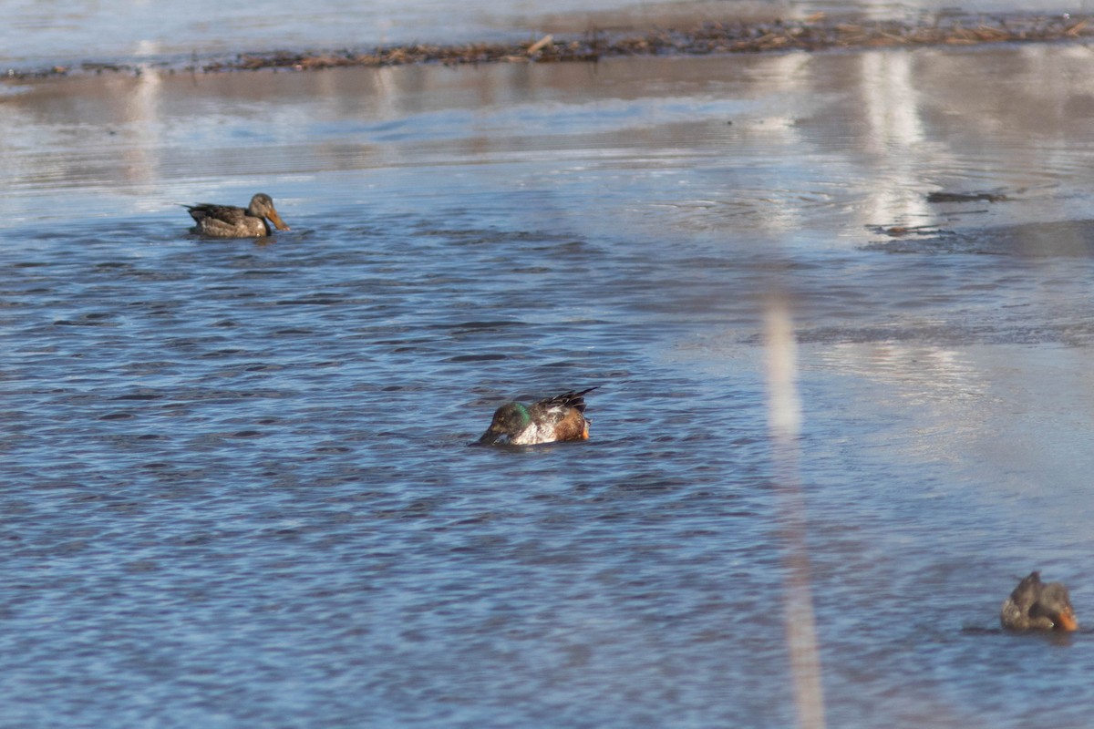 Northern Shoveler - ML314497081