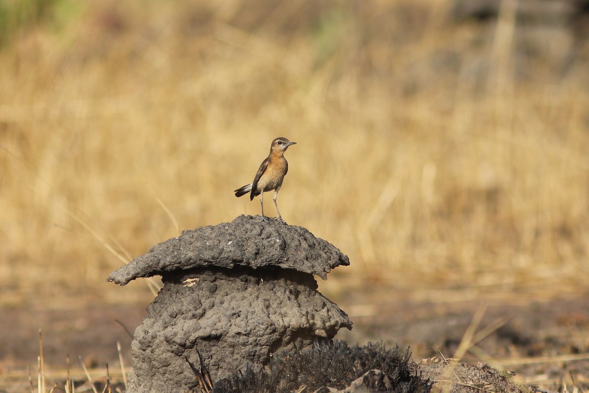 Heuglin's Wheatear - ML314497591