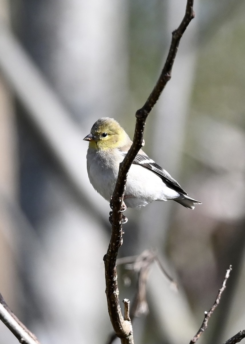 American Goldfinch - ML314498021