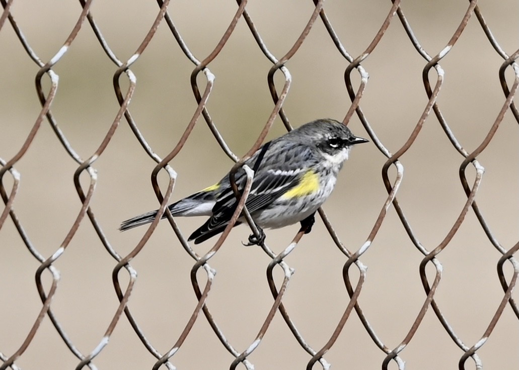 Yellow-rumped Warbler - ML314498171