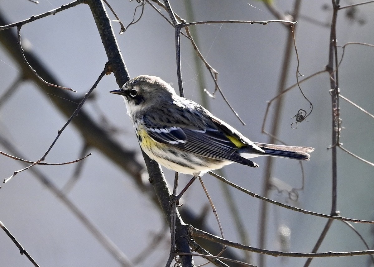 Yellow-rumped Warbler - ML314498181