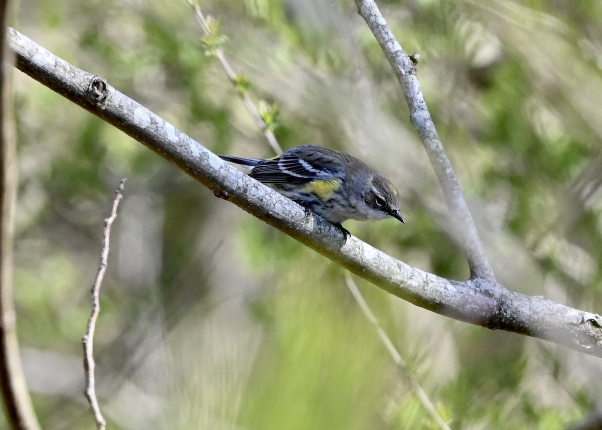 Yellow-rumped Warbler - ML314498191