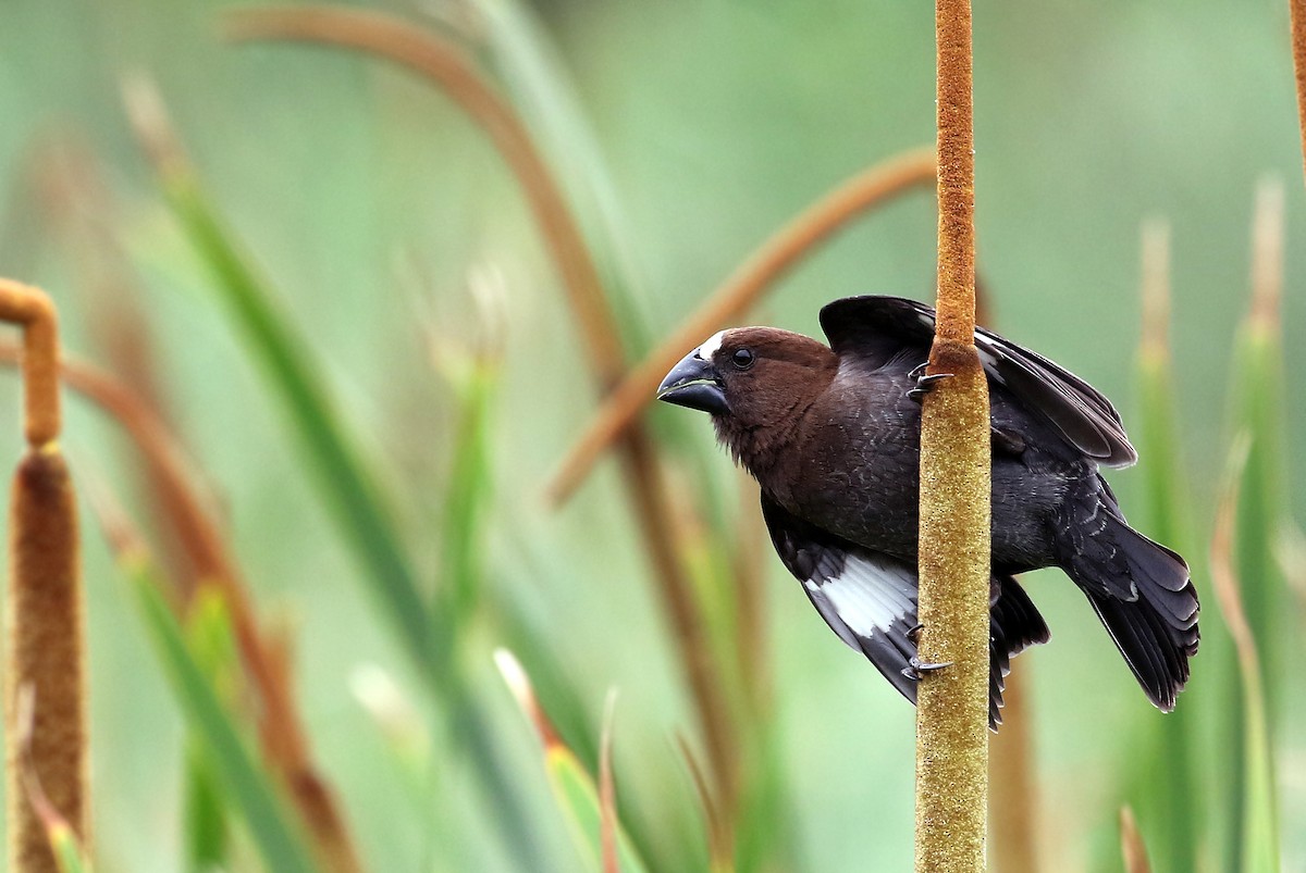 Grosbeak Weaver - ML31449841