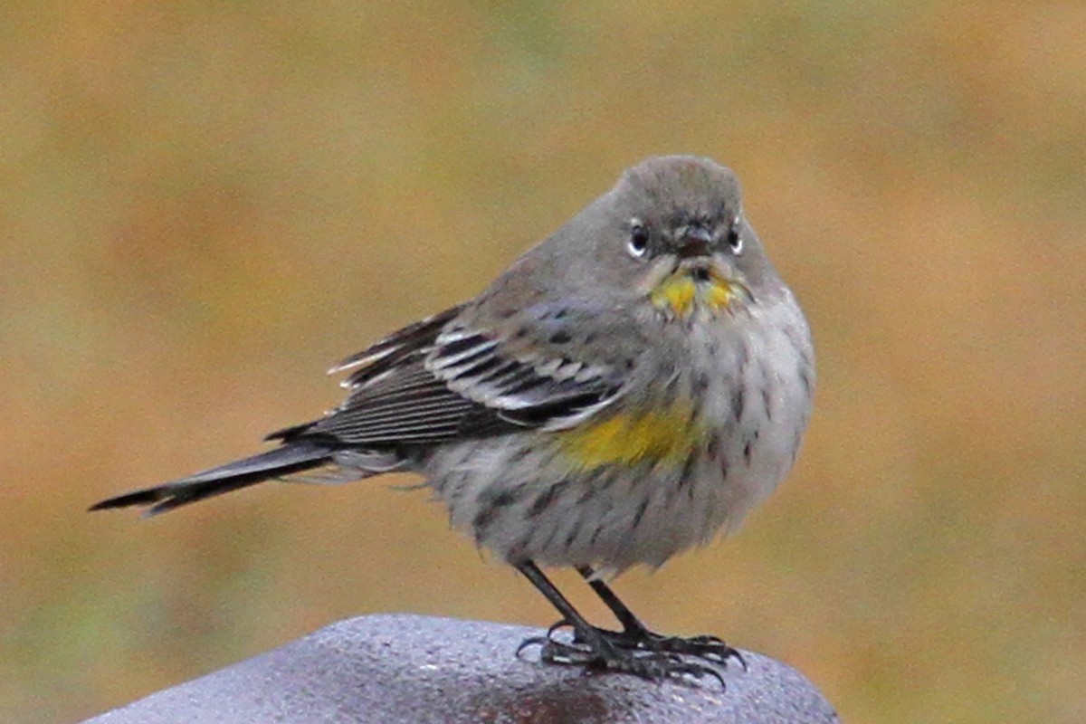 Yellow-rumped Warbler (Audubon's) - ML314498841
