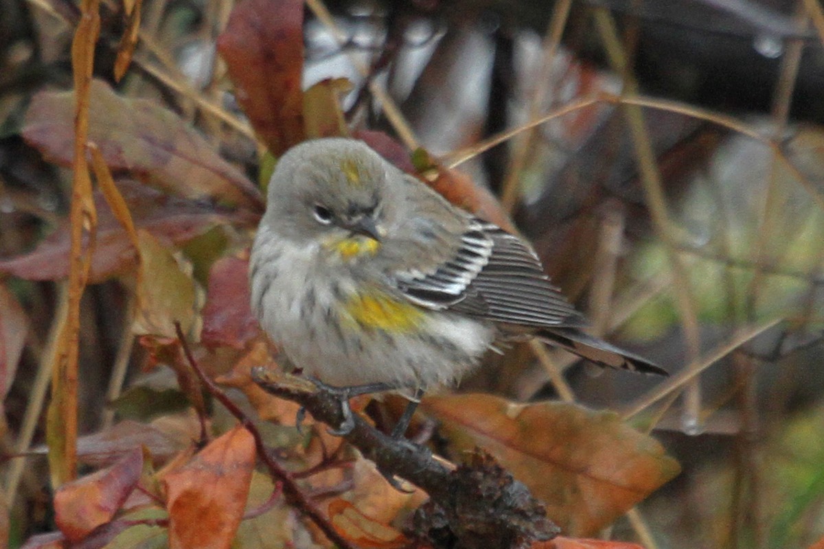 Yellow-rumped Warbler (Audubon's) - ML314498871
