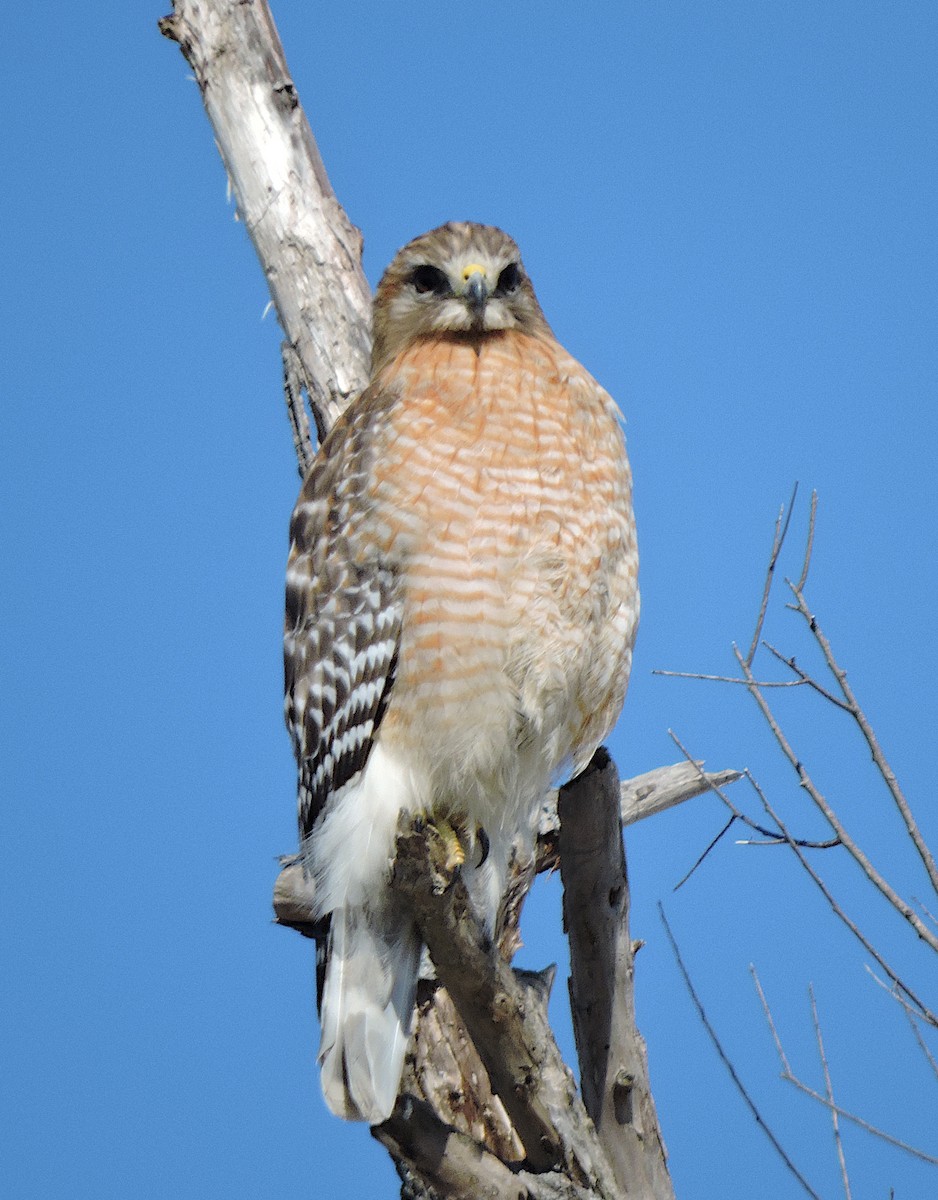 Red-shouldered Hawk - ML314499121