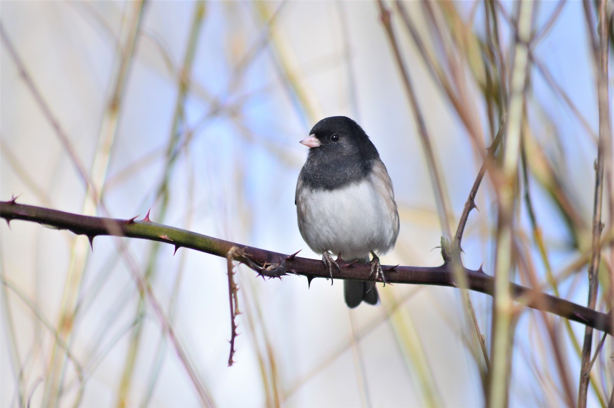 Dark-eyed Junco (Oregon) - ML314500001