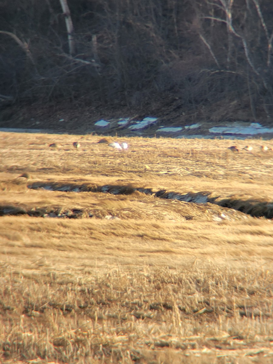 goose sp. - ML314500691