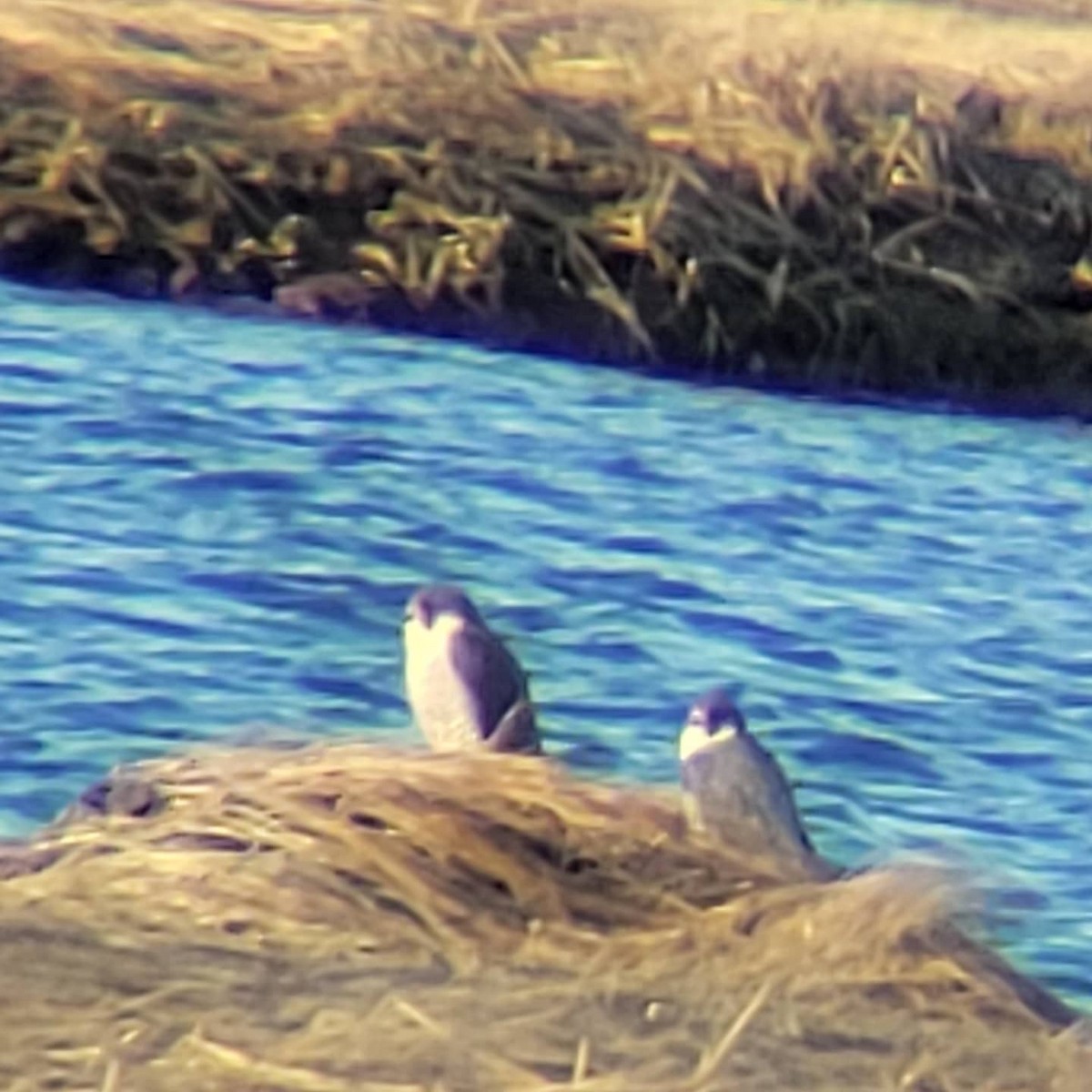 Peregrine Falcon - ML314500741