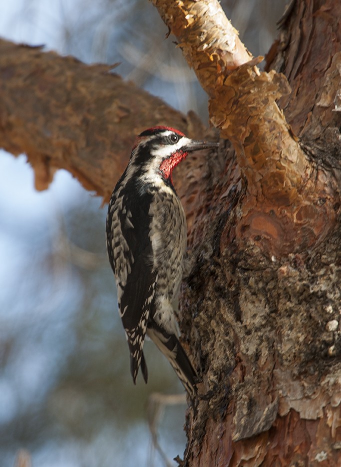 Red-naped Sapsucker - ML314502201