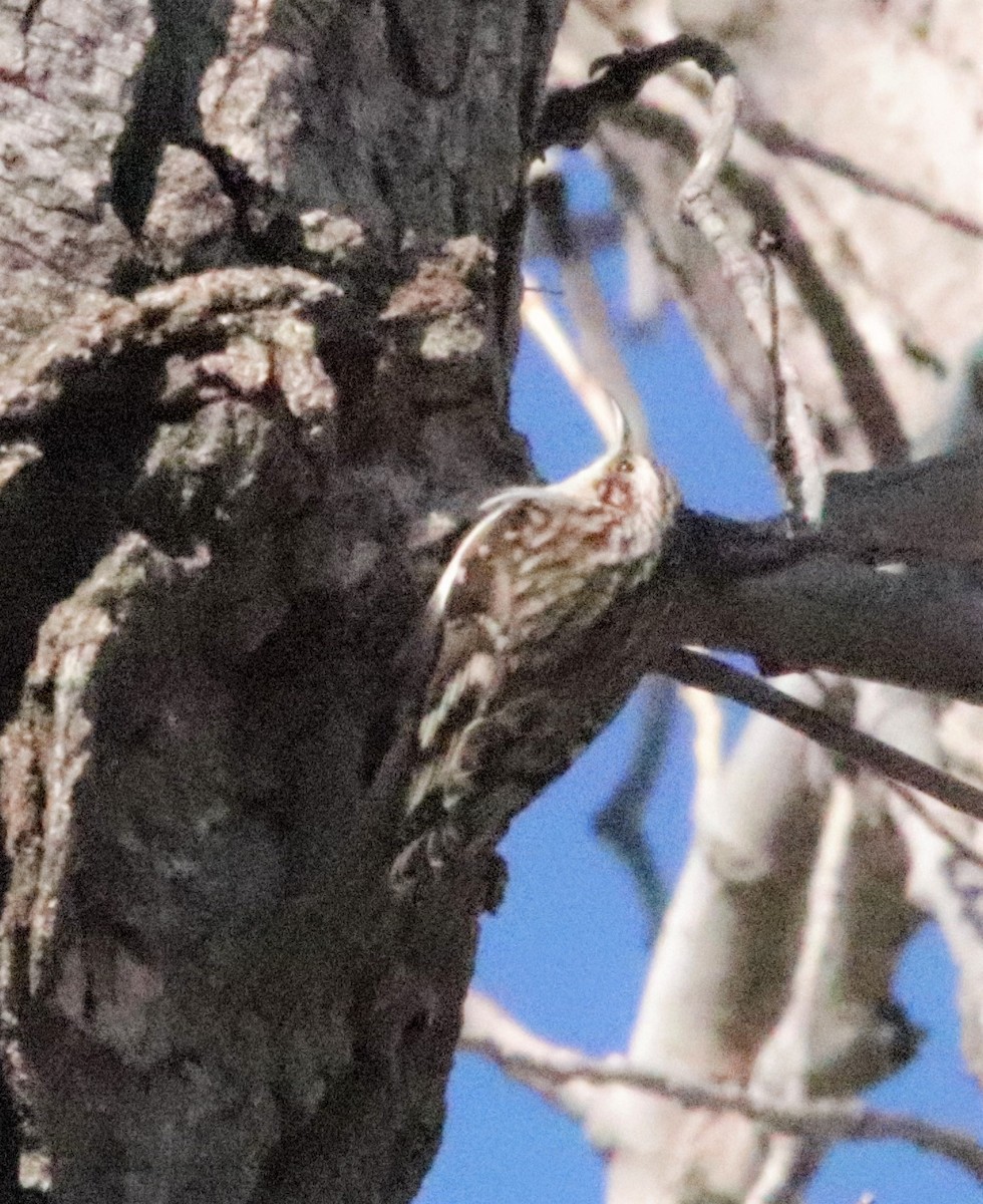 Brown Creeper - ML314502271