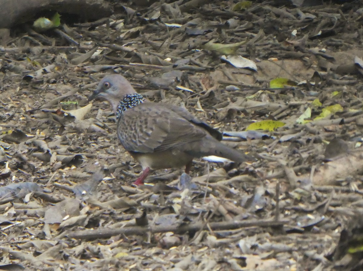 Spotted Dove - ML314502371