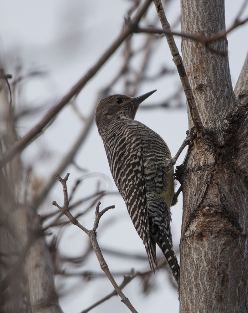 Williamson's Sapsucker - ML314503301