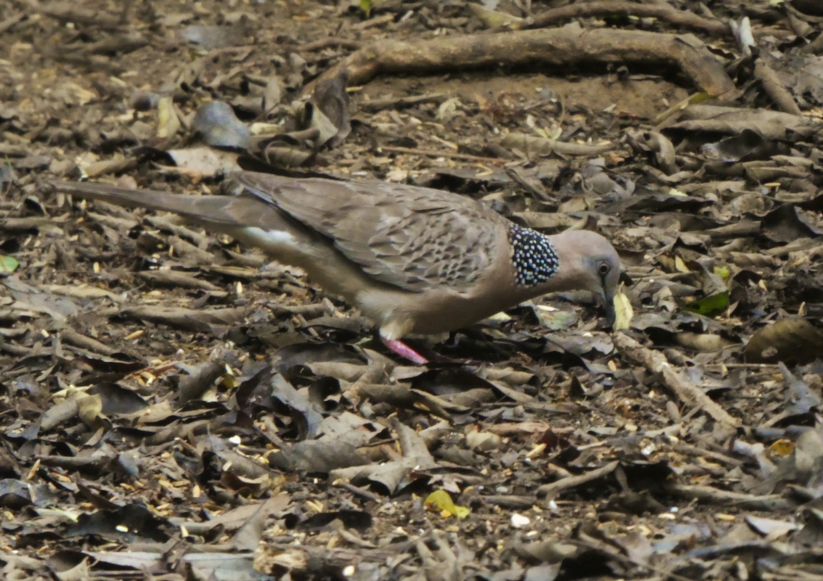 Spotted Dove - ML314503681
